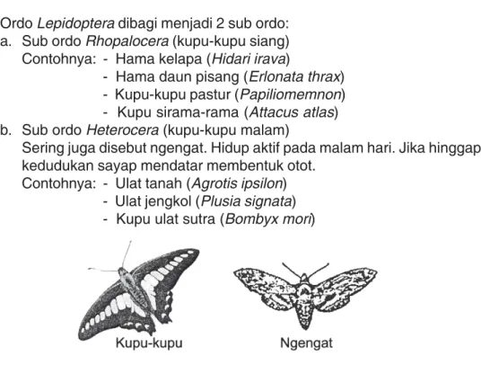 Sama-sama kelompok dan karena memiliki dikelompokkan satu dalam kupu-kupu keduanya belalang ANATOMI BELALANG