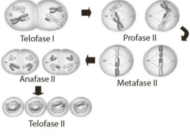 Menghitung metafase kromosom saat tepat mengapa pada jumlah paling tahap Soal Biologi