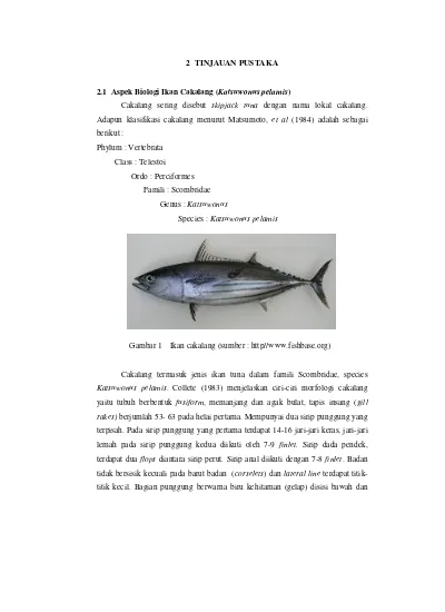2 TINJAUAN PUSTAKA. Ikan cakalang (sumber : http//