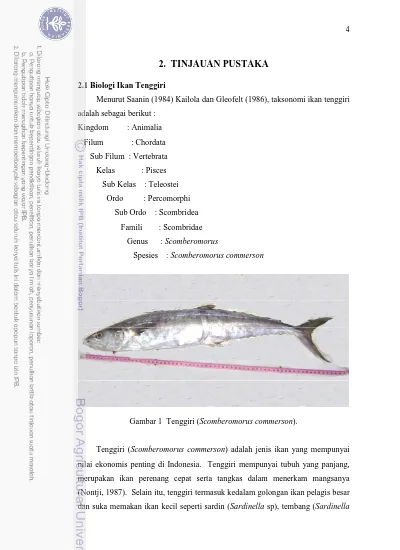 2 Tinjauan Pustaka Gambar 1 Tenggiri Scomberomorus Commerson