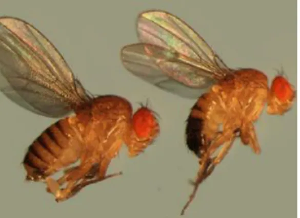 Крыло дрозофилы. Безглазая дрозофила. Половой диморфизм Drosophila melanogaster. Мушка дрозофила Сузуки. Дрозофила Меланогастер нелетающая.