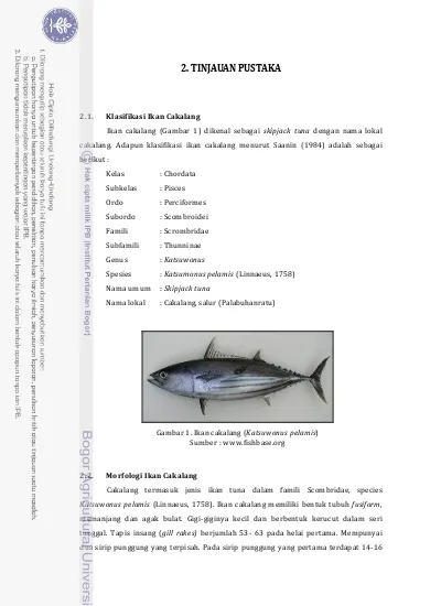 2. TINJAUAN PUSTAKA. Gambar 1. Ikan cakalang (Katsuwonus pelamis) Sumber :
